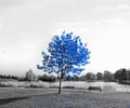 Big tree with blue leaves in a black and white landscape scene with an empty park bench looking over a lake Royalty Free Stock Photo