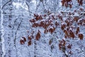 Big tree branch full of brown oak leaves covered in snow, winter season forest background Royalty Free Stock Photo