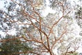 Big tree and branch Royalty Free Stock Photo