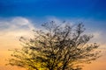 Big tree branch on after sunset with sky and golden light Royalty Free Stock Photo