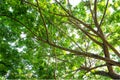 Big tree branch and tree trunk in the park Albizia lebbeck L. Benth. Tree background