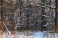 Big tree branches in the forest covered in snow after snowfal