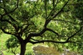 Big tree and branches with fresh green leaves beside the river. Scenery of a long tree close to the pond water