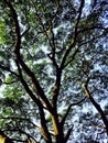 Big Tree branches and leaves Royalty Free Stock Photo