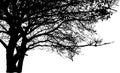 Big tree and branches silhouette. Detailed vector