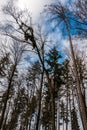 Big tree broken in the middle after a big storm