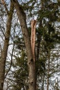 Big tree broken in the middle after a big storm