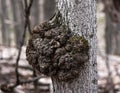 Big tree burl in an Ontario forest, Canada