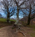 Big tree of the Calamone lake. National park of Appennino Tosco-Emiliano