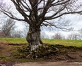 Big tree of the Calamone lake. National park of Appennino Tosco-Emiliano