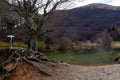 Big tree of the Calamone lake. National park of Appennino Tosco-Emiliano Royalty Free Stock Photo