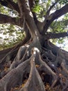 The tree in the park Royalty Free Stock Photo