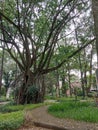 Big tree in city park, Bandung, Indonesia Royalty Free Stock Photo