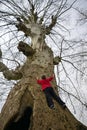 A big tree climbing child Royalty Free Stock Photo