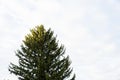 Big tree cloudy sky background Royalty Free Stock Photo