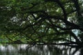 a big tree on the coast of a lake with its tall branches providing shadows