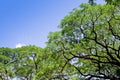 Big tree, Common name : saman, rain tree, monkeypod Royalty Free Stock Photo