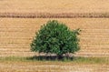 Big tree in a corn field - tree isolated in the field - corn harvesting Royalty Free Stock Photo