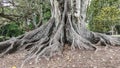 Big tree in Cornwall park. Auckland. Portrait orientation Royalty Free Stock Photo