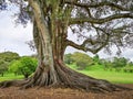 Big tree in Cornwall park. Auckland, Royalty Free Stock Photo