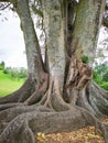 Big tree in Cornwall park. Auckland. Portrait orientation Royalty Free Stock Photo