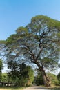 Big tree in countryside