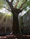 Tree in the courtyard of a ruin with sunbeams