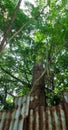 Big tree cover chimney of an old abandoned rice mill Royalty Free Stock Photo