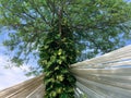 Big tree covered by another plant and decorated by the white cloth for outdoor event in the outdoor garden Royalty Free Stock Photo