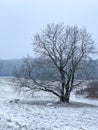 Big tree covered with hoar frost on snowy meadow. winter scene at misty day Royalty Free Stock Photo