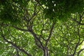 Tree crown on the Gris Gris cape, Mauritius