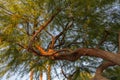 Big Tree with Curve Trunk Royalty Free Stock Photo