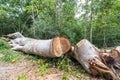 Big tree cut down in the forest, deforestation or global warming concept, environmental issue Royalty Free Stock Photo