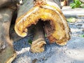 big tree cut on ground. Natural lumber yellow wooden textured for construction. Old rough skin timber dry surface decay on floor Royalty Free Stock Photo