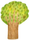 Big tree. Cute childish style. Hand drawn illustration isolated on white background. Watercolor ,pastel, crayons, oil pastel and