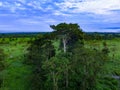 Big tree at dawn in the Darien jungle. Royalty Free Stock Photo