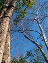 Big tree And dead trees, and without leaves on the background, bright blue sky without clouds For natural background Royalty Free Stock Photo