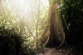 The big tree in deep forest with sun shine ray background Royalty Free Stock Photo