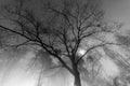Big tree in dense fog Royalty Free Stock Photo