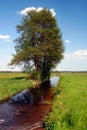 Big tree by a ditch in the fields Royalty Free Stock Photo