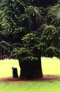 Big tree with dustbin at the ooty garden