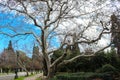 Big tree on the empty alley. Spring landscape. Wallpaper