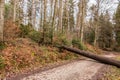 Big tree fallen across the woodland path after a big storm Royalty Free Stock Photo