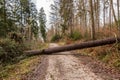 Big tree fallen across the woodland path after a big storm Royalty Free Stock Photo