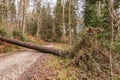 Big tree fallen across the woodland path after a big storm