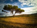 Big tree on farmland with grass and blue sky Royalty Free Stock Photo