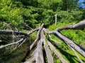 A big tree fell in the water near Folley Pond, Banning Park, Delaware, U.S.A Royalty Free Stock Photo