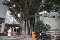 the big tree at fenwick pier hong kong 22 Jan 2022