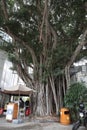 the big tree at fenwick pier hong kong 22 Jan 2022