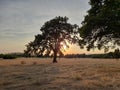 Acorn tree pictured in a dry field following a drought in England, UK